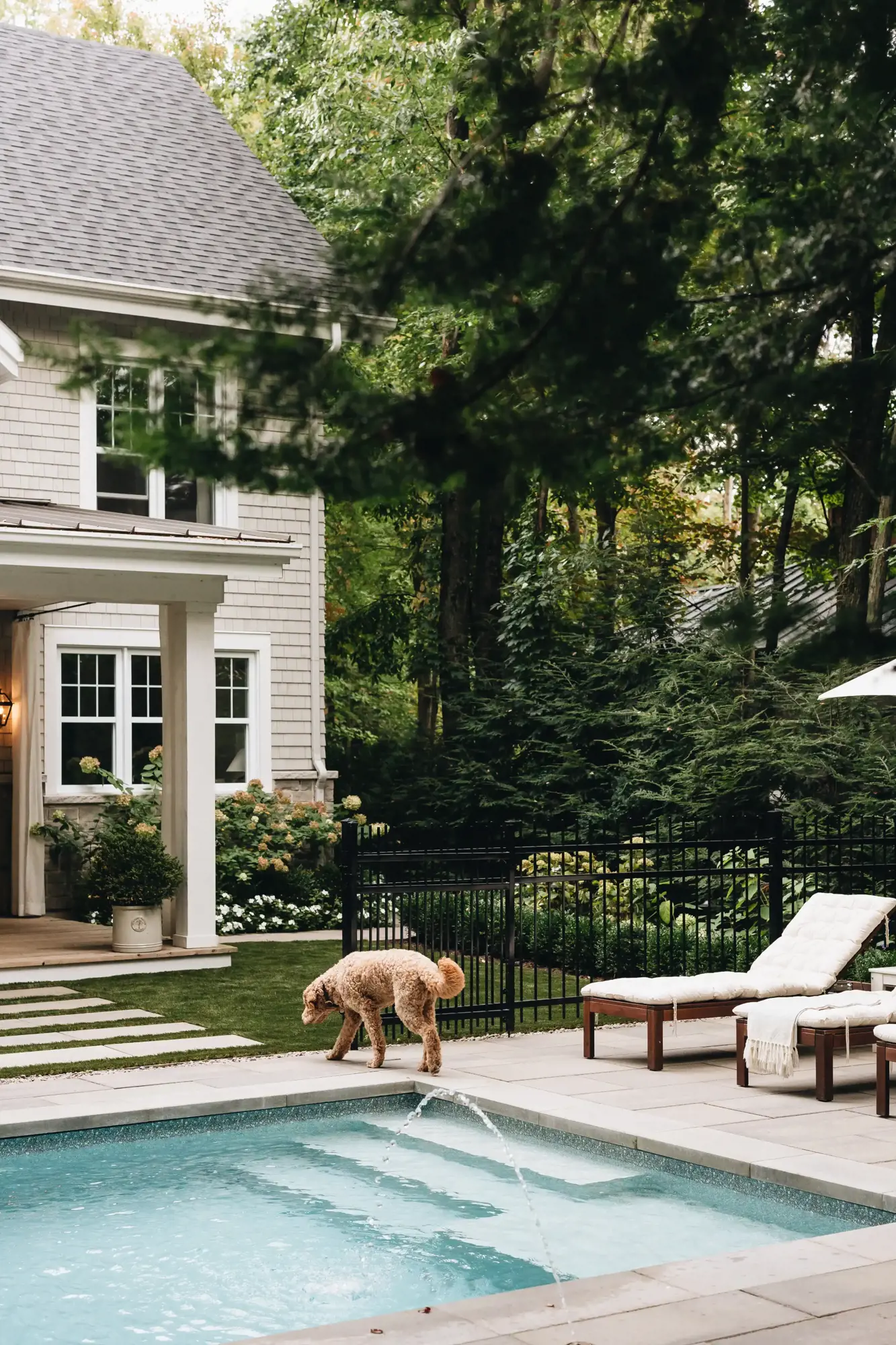 Goldendoodle explorant le bord de la piscine sur une terrasse de pierre ombragée près de la maison