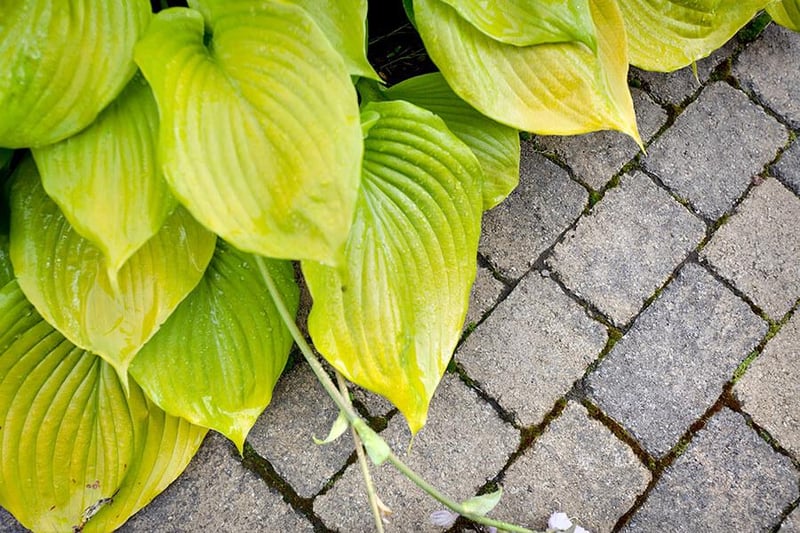 Allegro | Pavers | Techo-Bloc | Techo-Bloc Allegro | Pavers | Techo-Bloc | Techo-Bloc
